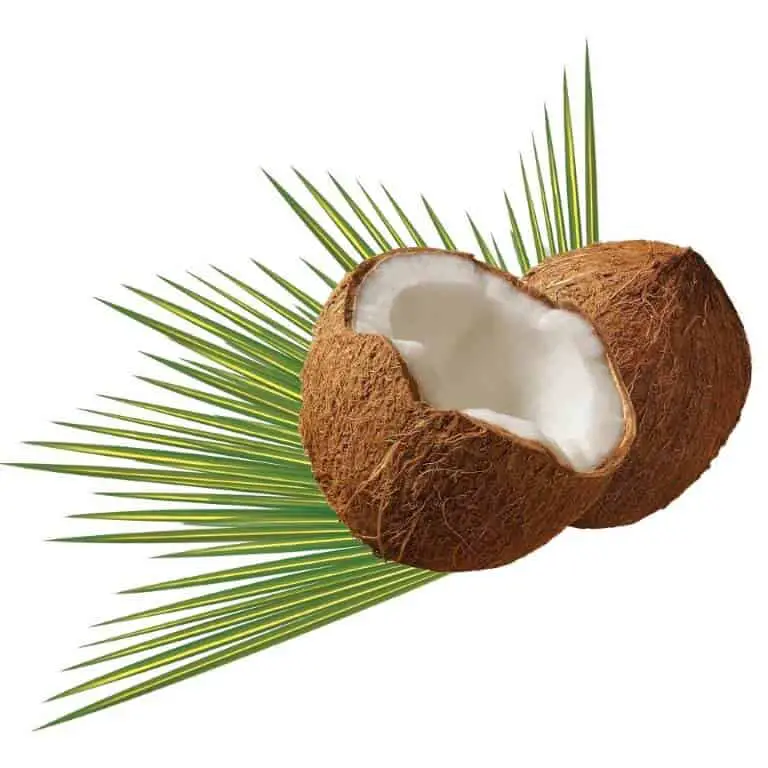 Coconut Tree Growth