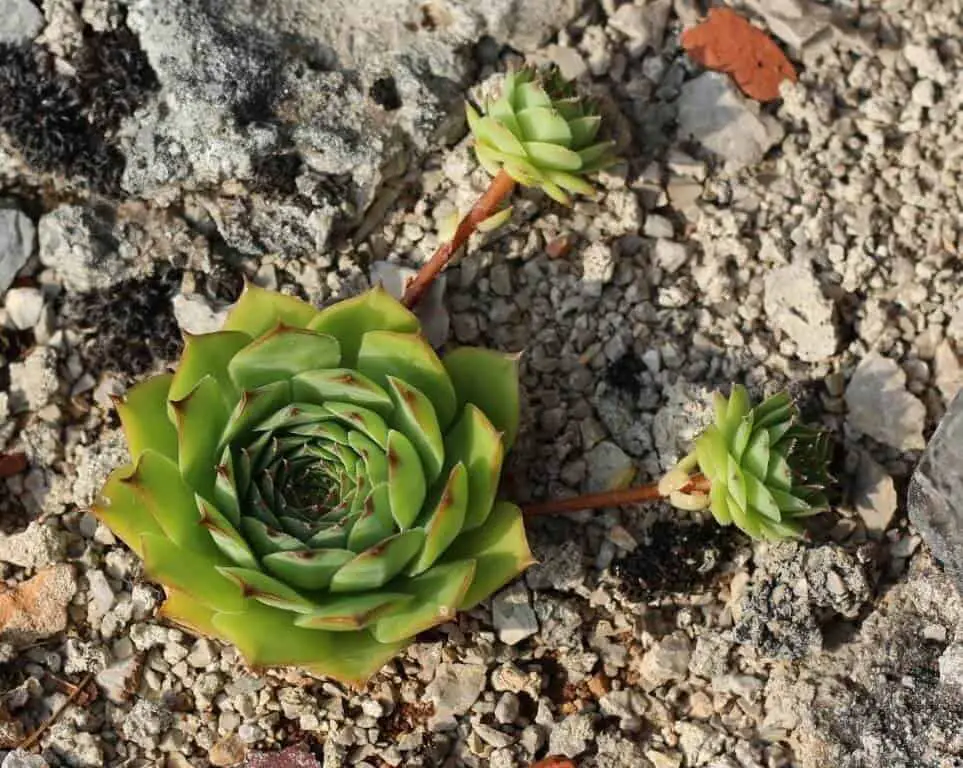 Growing Hens And Chicks in pot