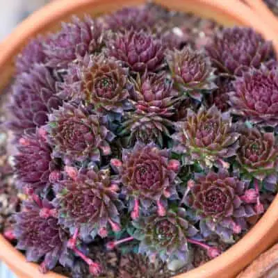 Hens and chicks in pot