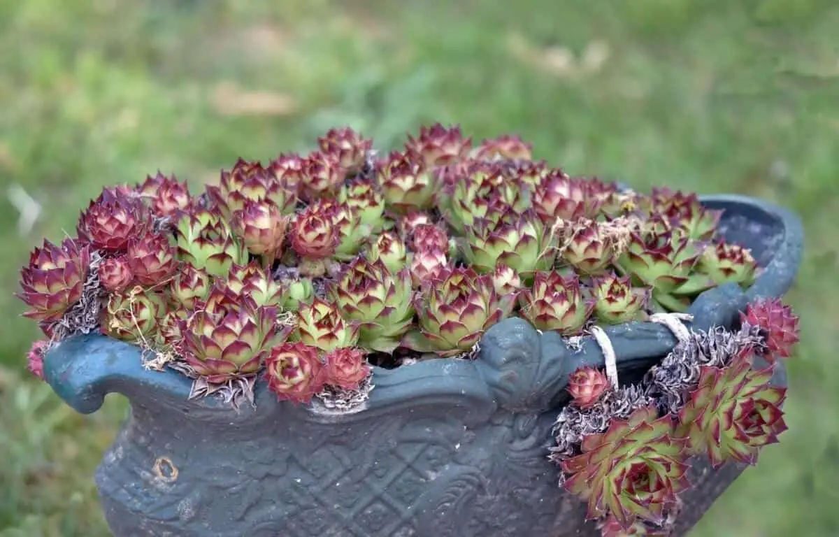 How To Propagate Hens And Chicks
