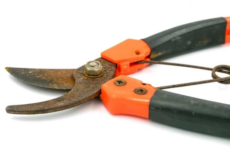 How to Sharpen Garden Shears Step By Step Guide