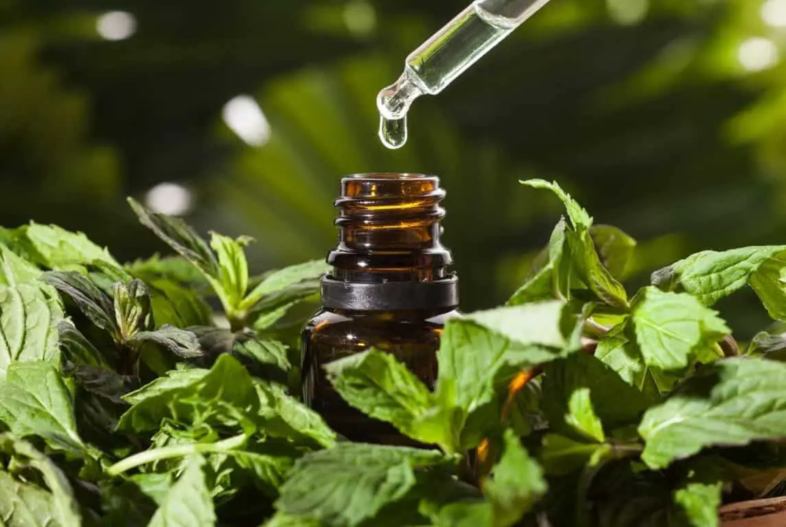 Does Peppermint Oil Ward Off Mosquitoes