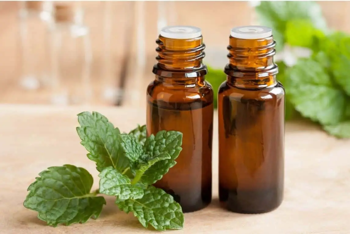 does-peppermint-oil-repel-roaches-growing-and-gathering