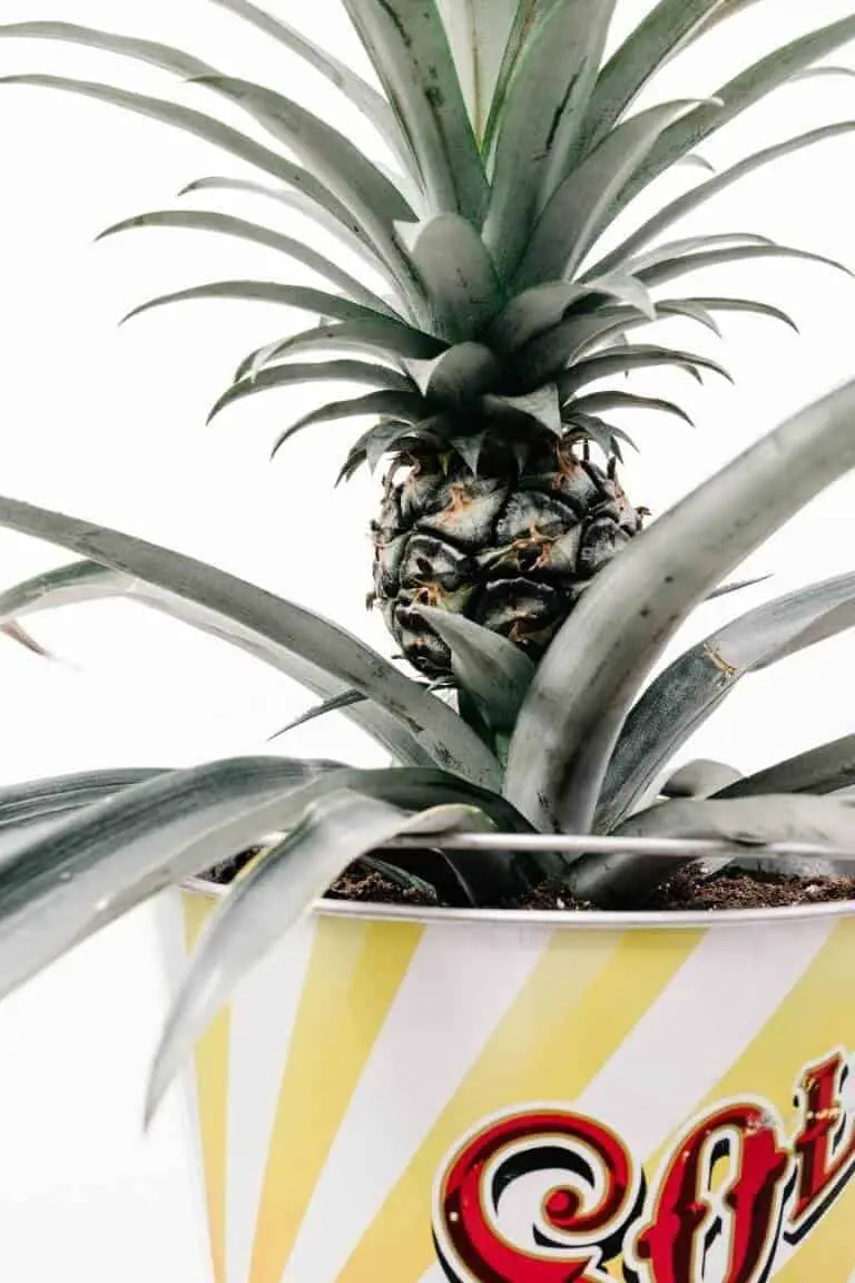 Some Additional Care Tips For Pineapple Plants