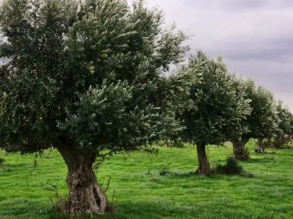 How to Air Layer Olive Trees