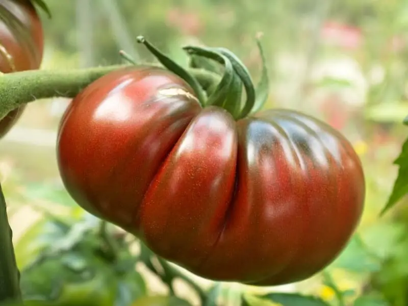 Black Russian Tomatoes