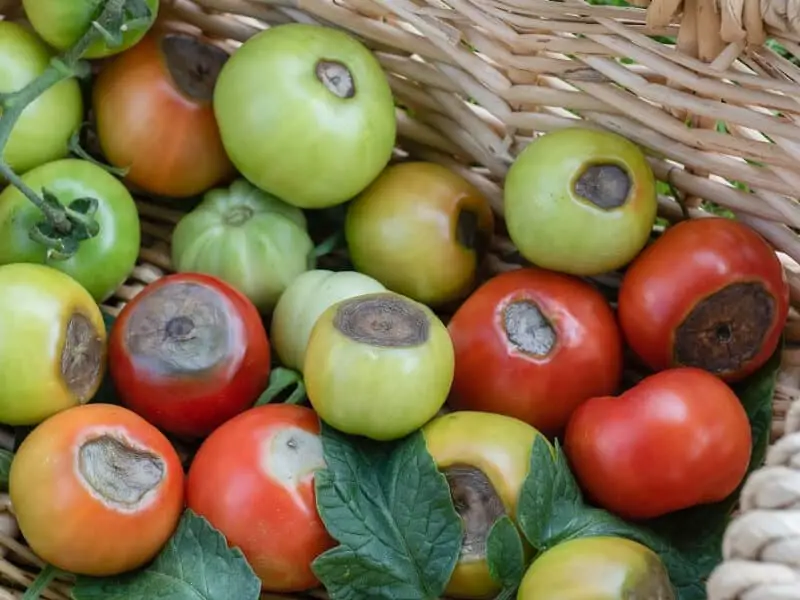 Calcium Deficiency in Tomatoes