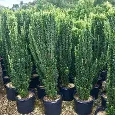 How To Grow Sky Pencil Holly