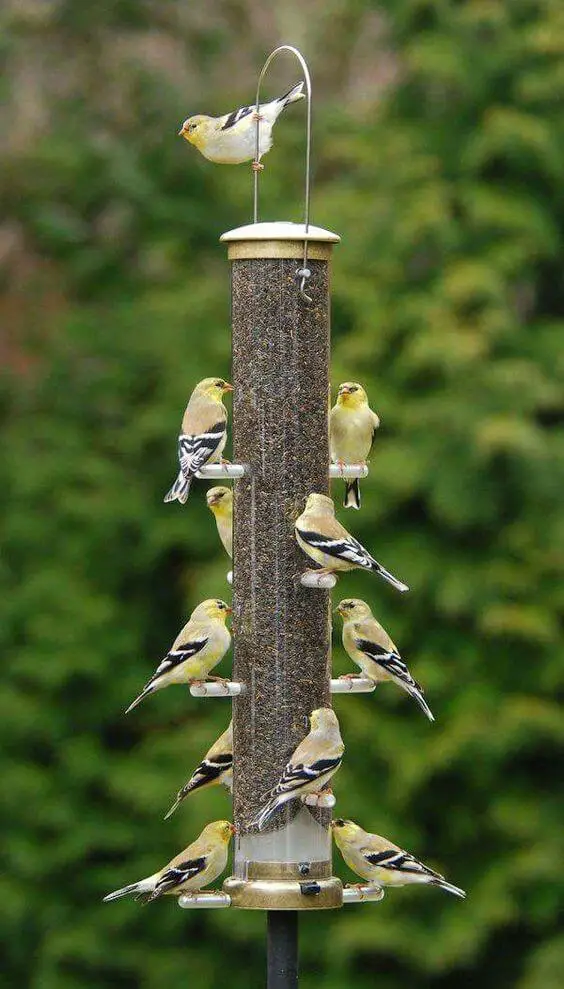How to choose a bird feeder