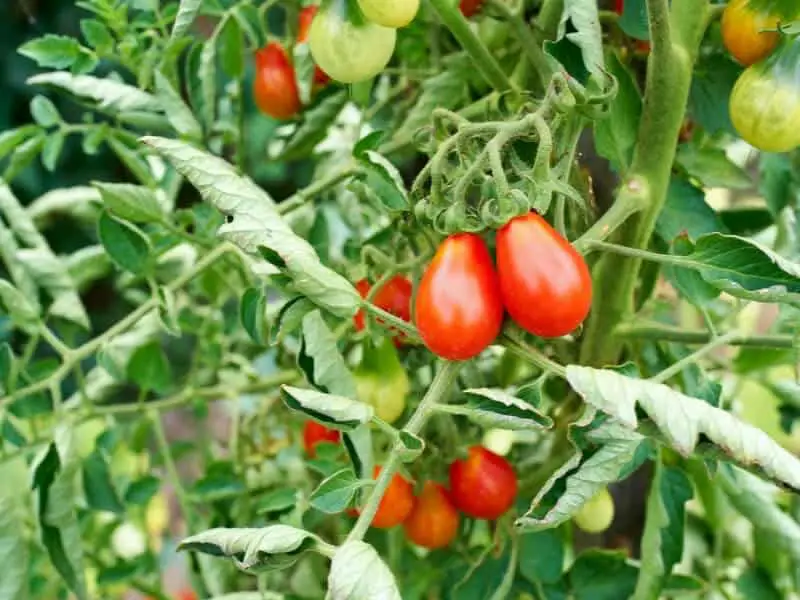 Teardrop Tomatoes