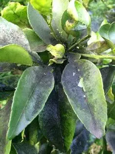 Sooty Mold on Citrus