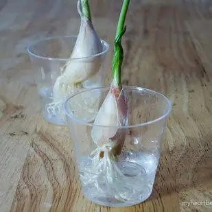 Grow Garlic in Water