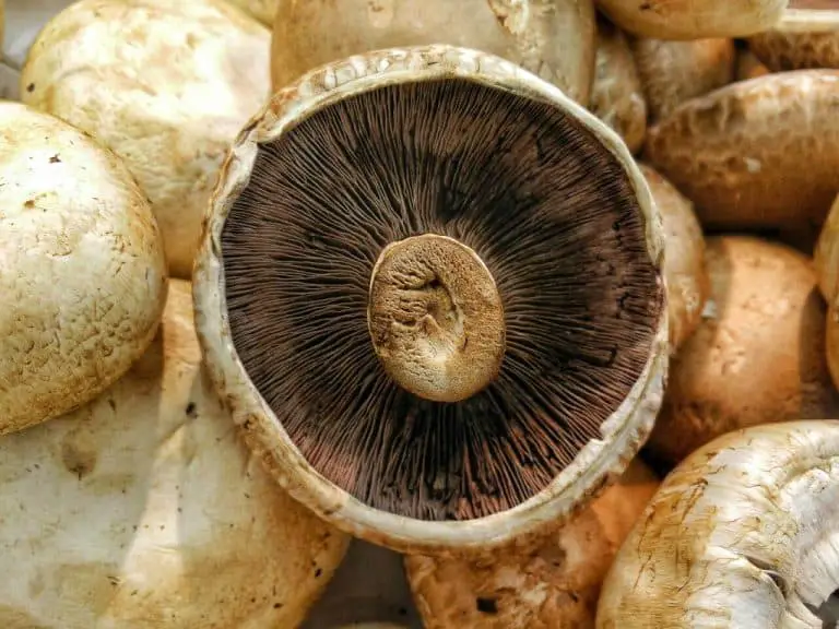 How to Grow Portobello Mushrooms?