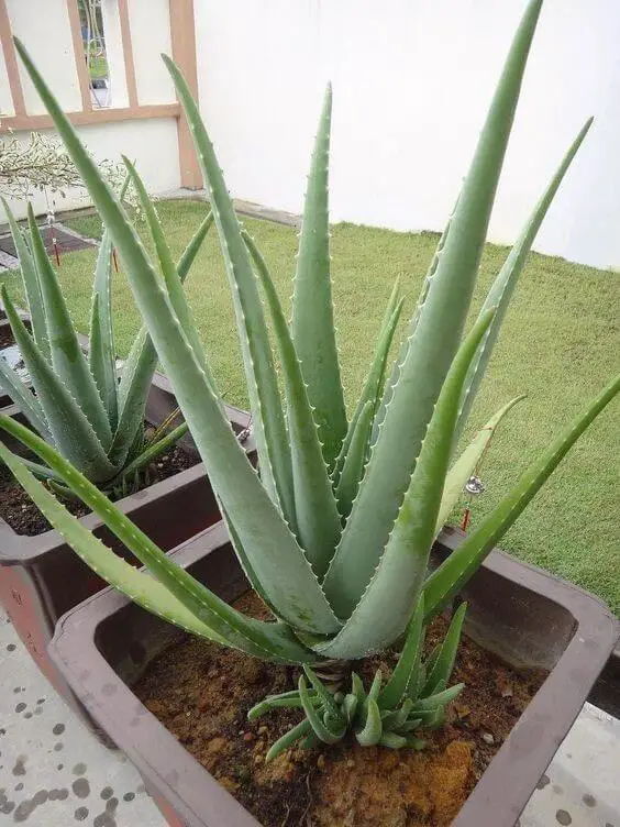 prevent your Aloe Vera leaves from breaking