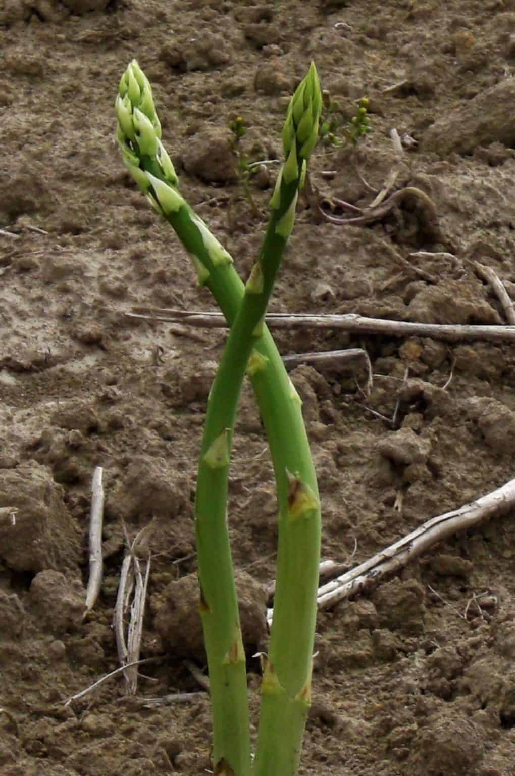 Growing and Caring for an Asparagus Plant The Ultimate Guide