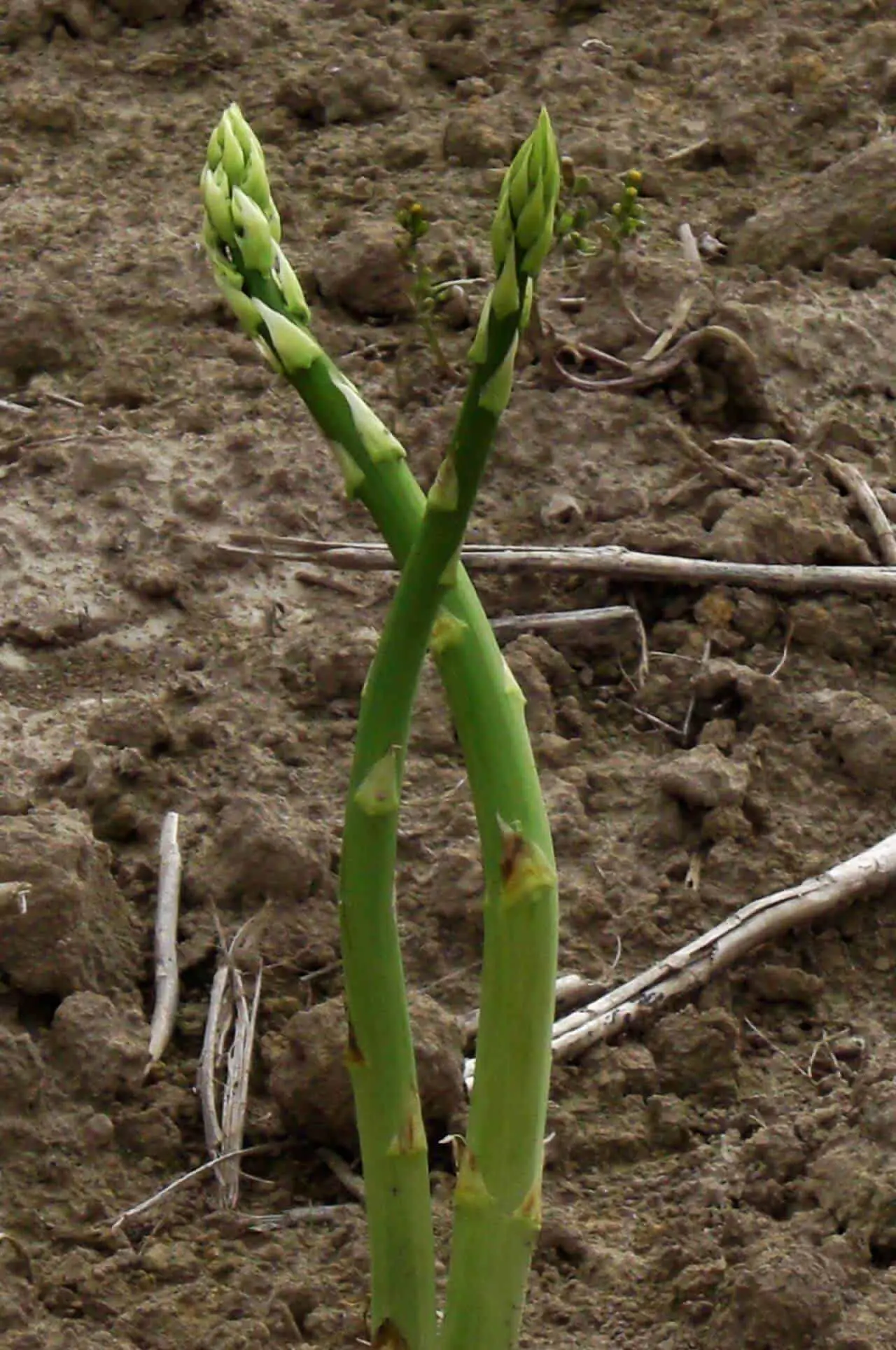 How to Grow Asparagus from its Stalk