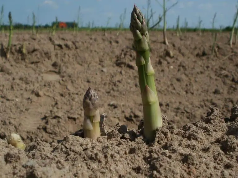 How to Plant Asparagus Bare Root
