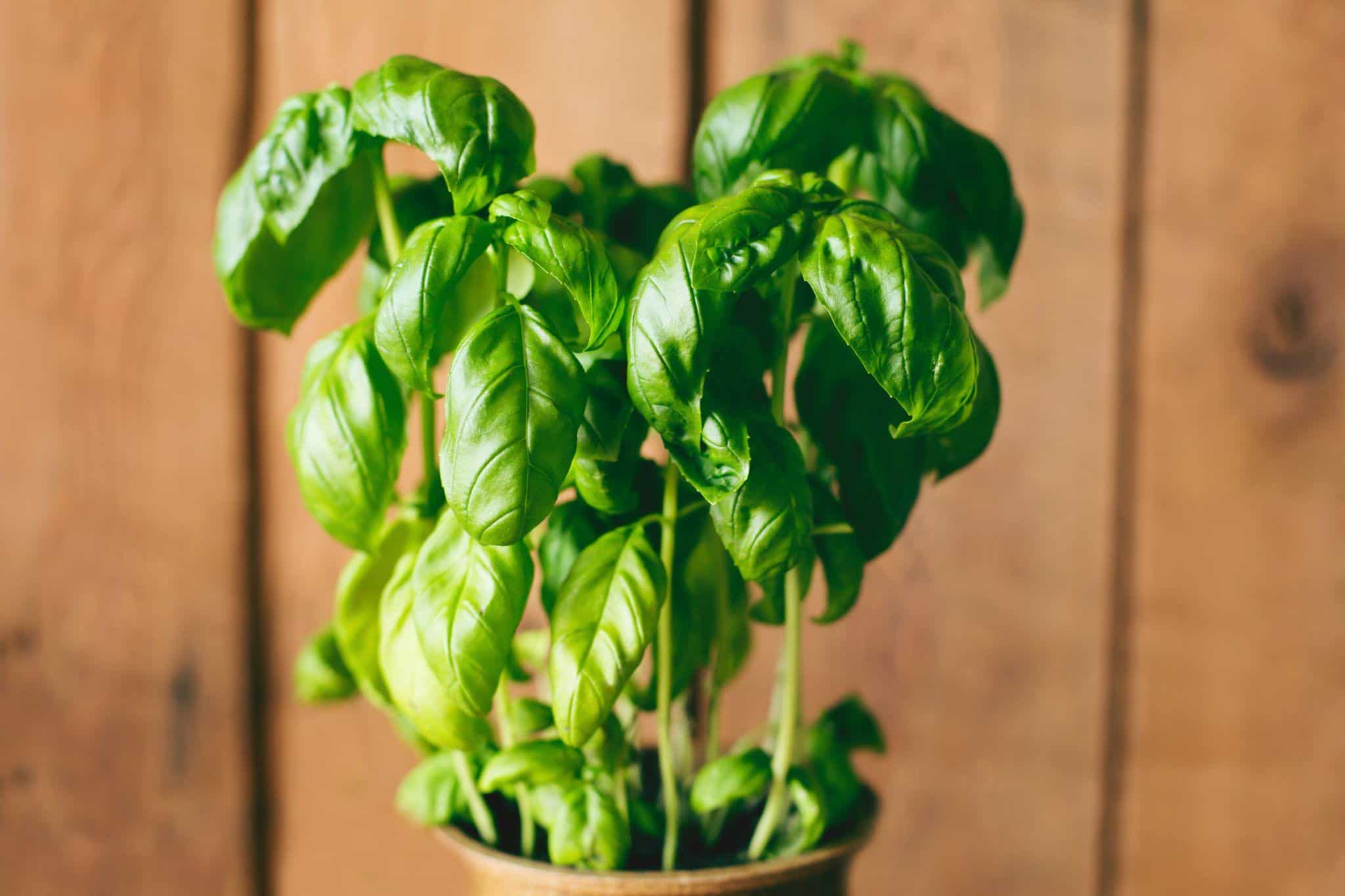 Basil Plant