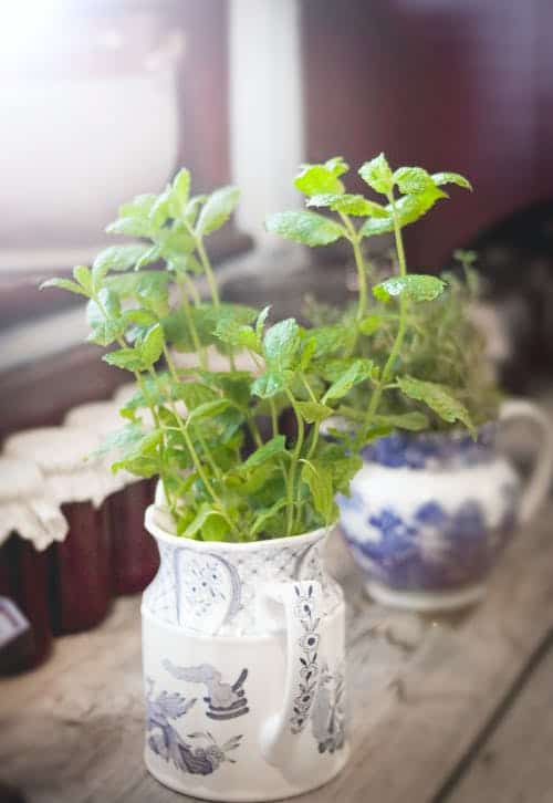 A Basil Plant