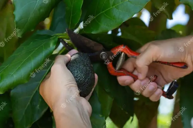Collecting Avocado from your plant