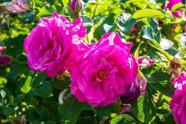 Crimson Pink Knockout Roses