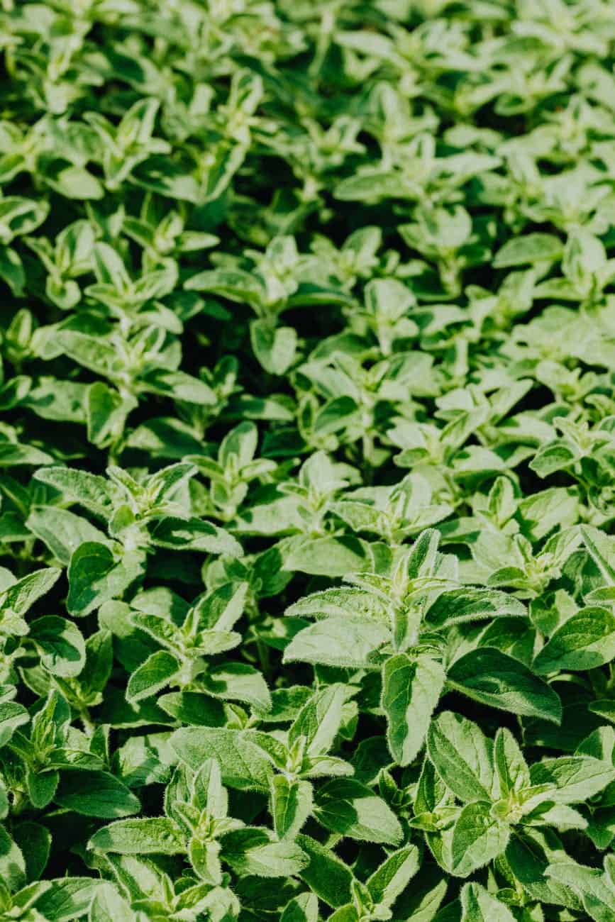 Growing Mint