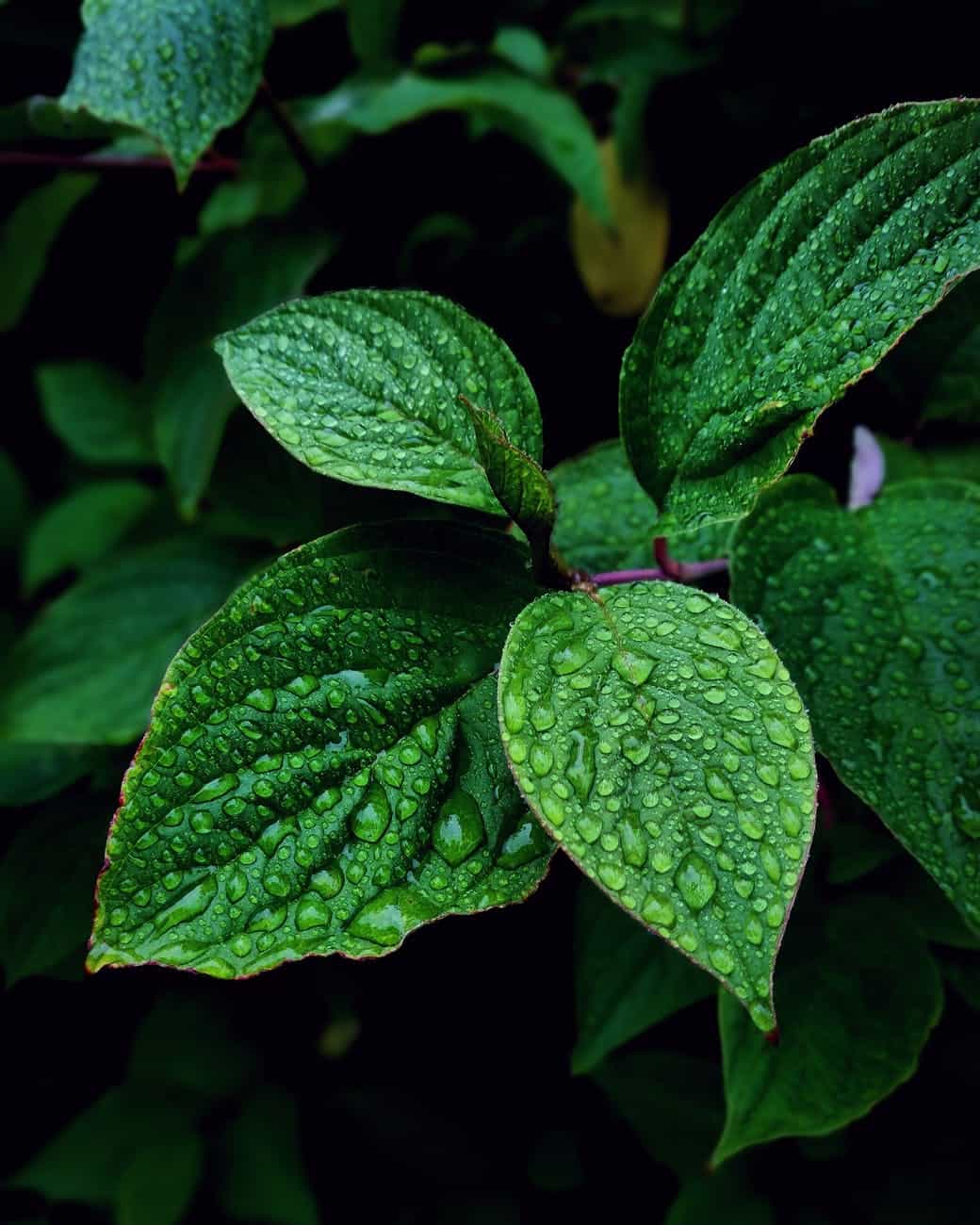 Mint Garden