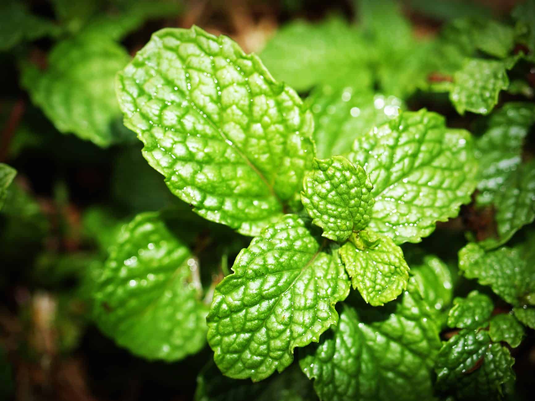 Mint Propagation