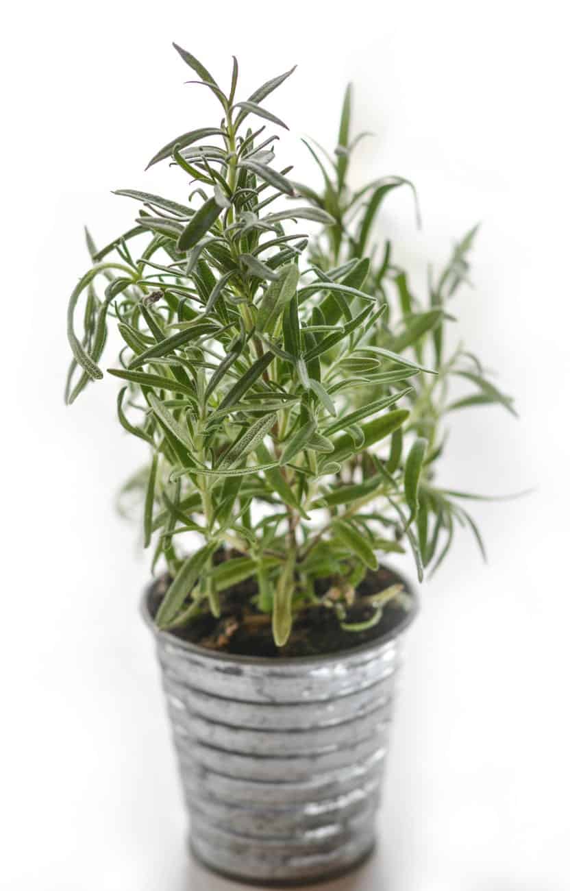 Rosemary Plant