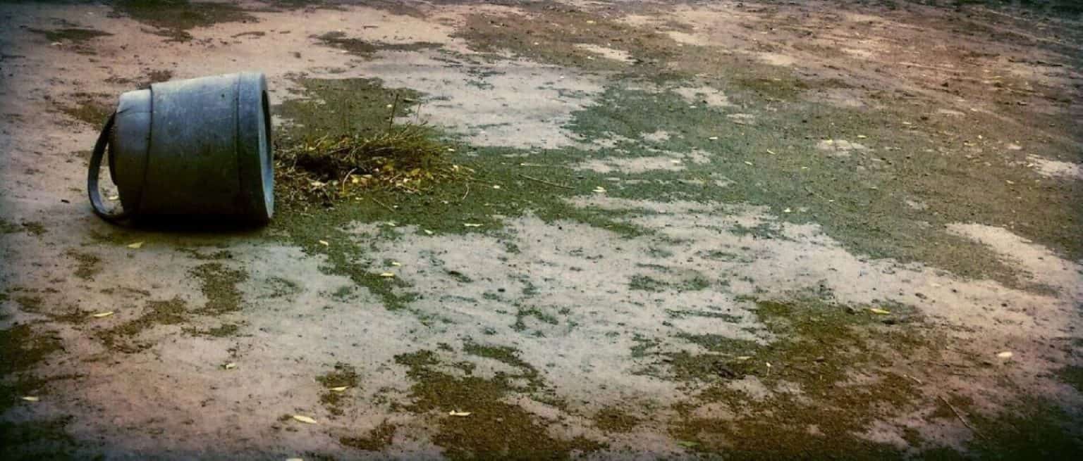 How Often to Water New Grass Seed Guide]