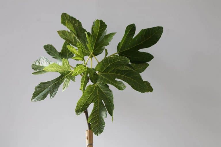 grow fig tree indoors
