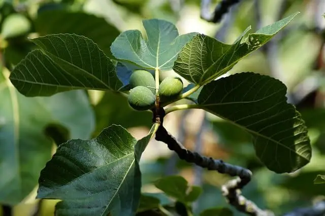grow fig tree