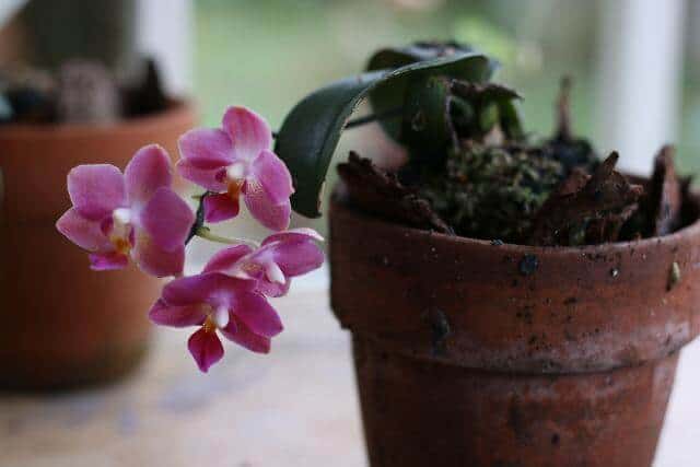 Orchids repot