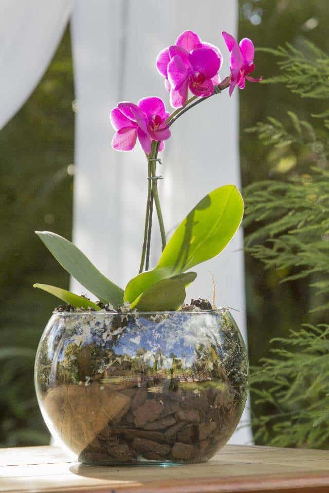 repot orchids with air roots