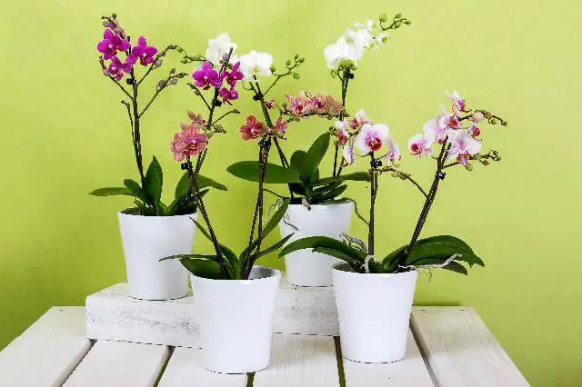 repot orchids